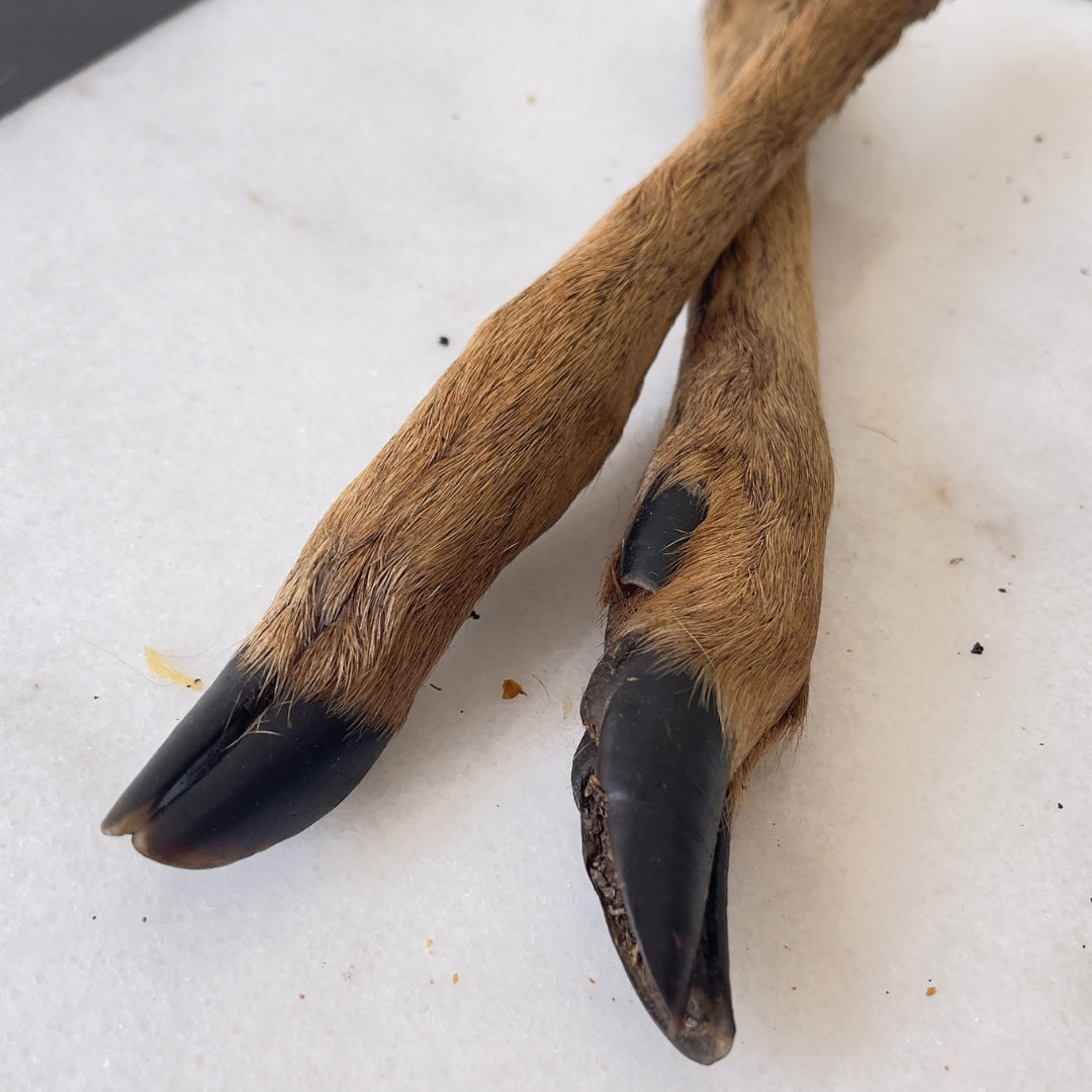 Deer Leg - DV 7509 2 pieces - 250G