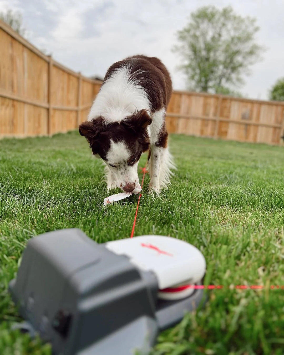 Lure Coursing maschine
