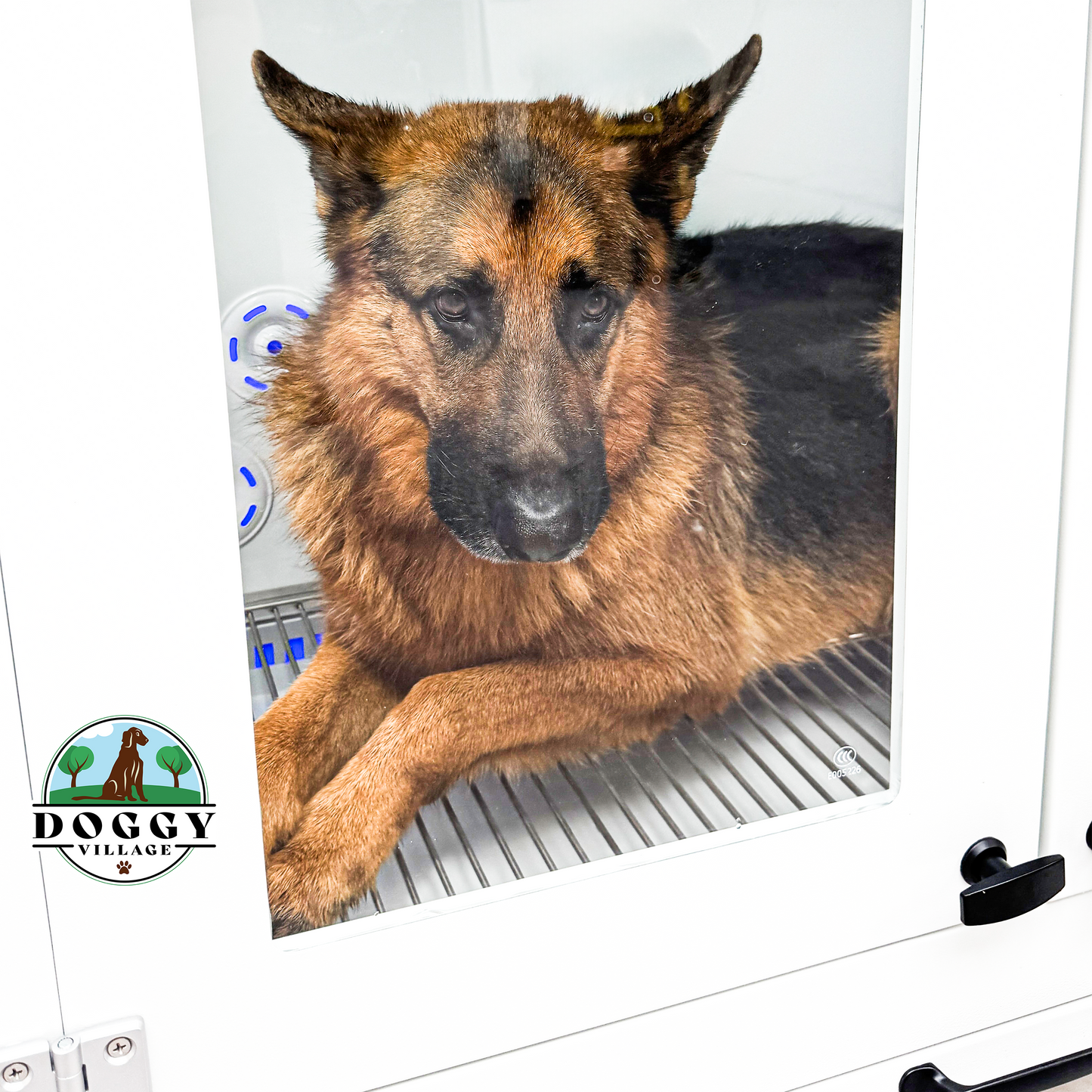 Suszarka kabinowa dla psów PET SMART DRYER DOUBLE