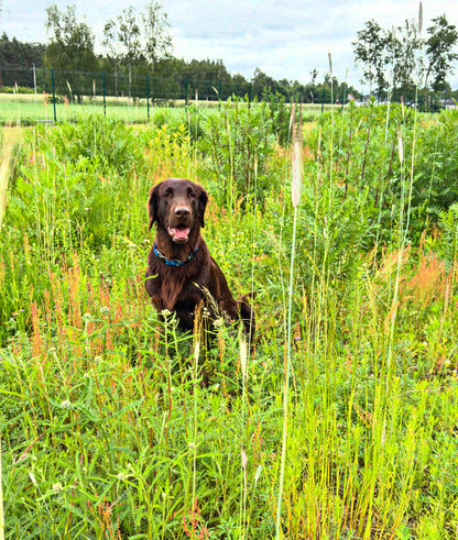 Dog Park