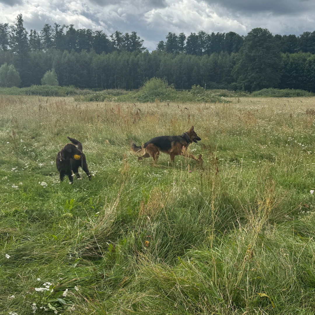 Apartament Emira – Doggy Village, Mazury (Imionek)