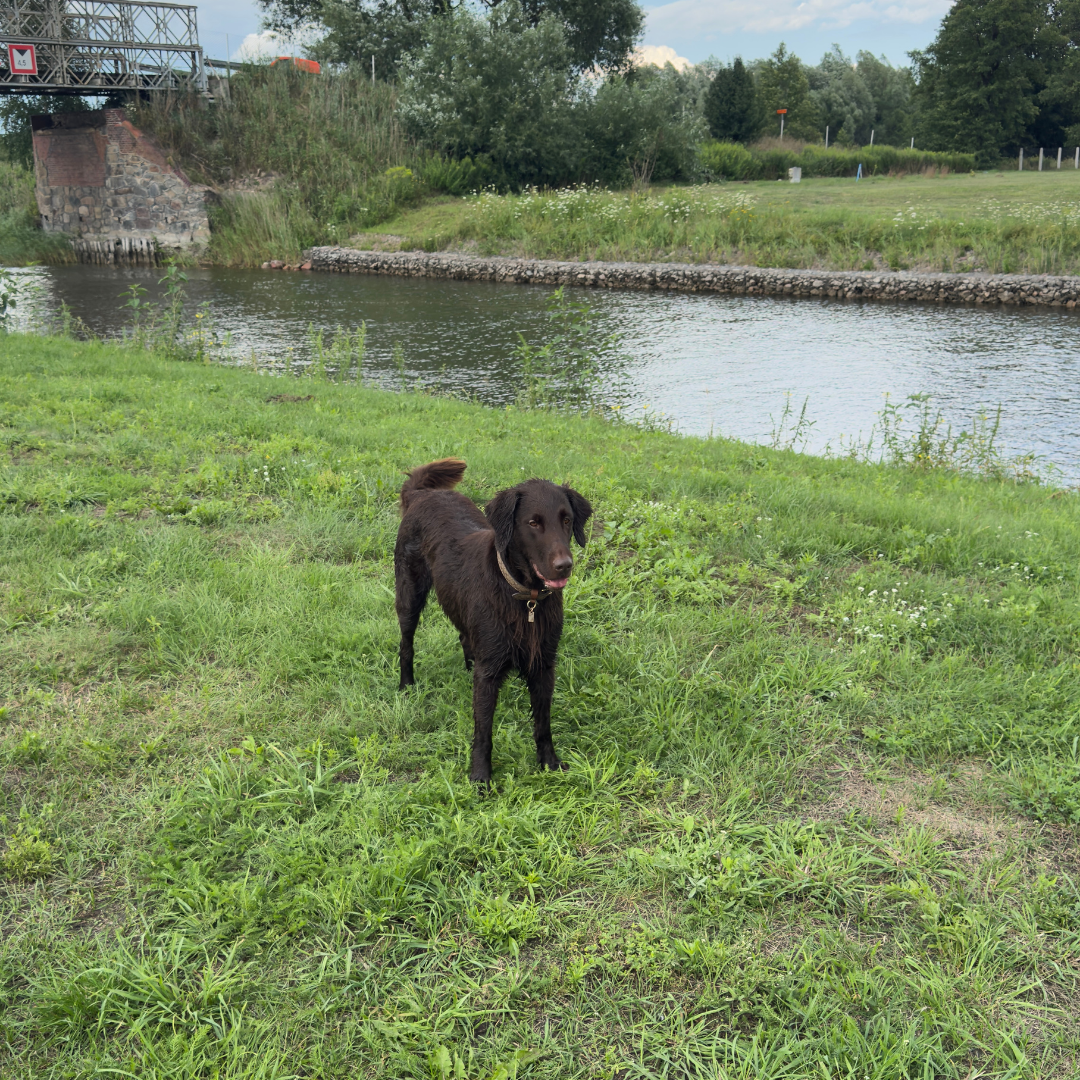 Apartament Emira – Doggy Village, Mazury (Imionek)