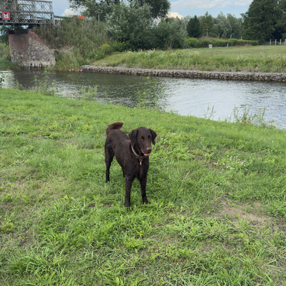 Apartament Emira – Doggy Village, Mazury (Imionek)