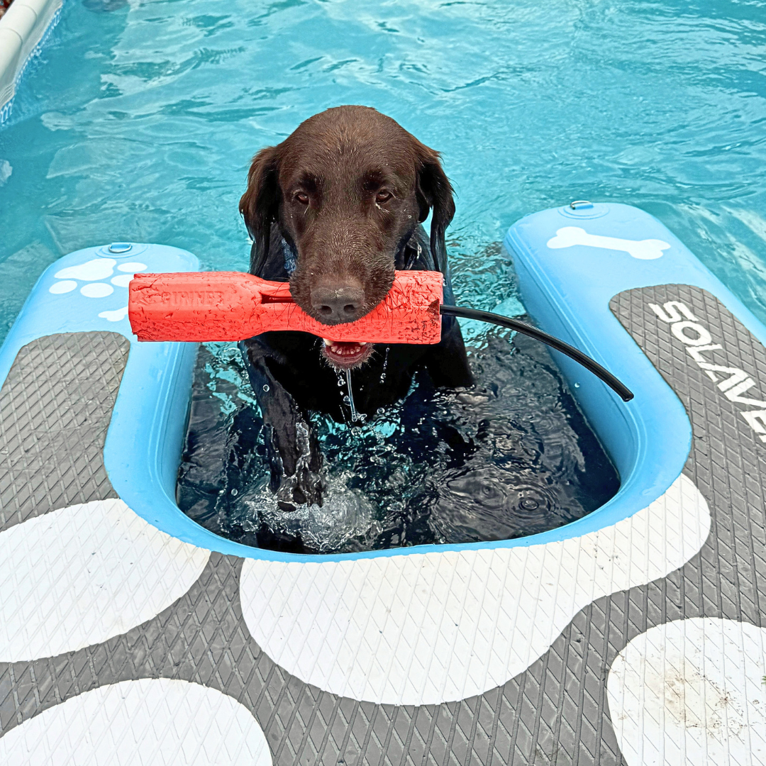 Basen dla Psów & Dog Diving