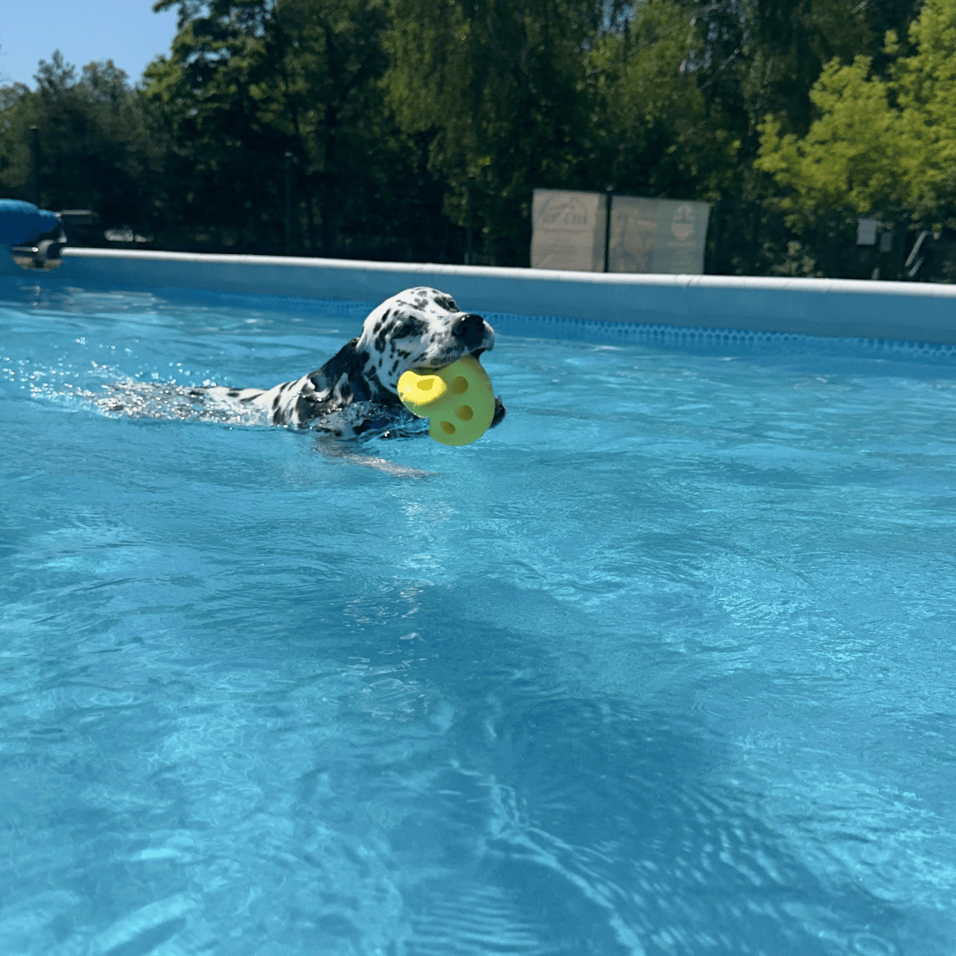 Basen dla Psów & Dog Diving