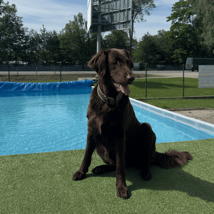 Basen dla Psów & Dog Diving