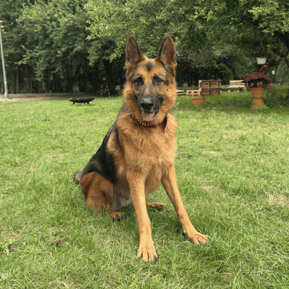 Dog Park
