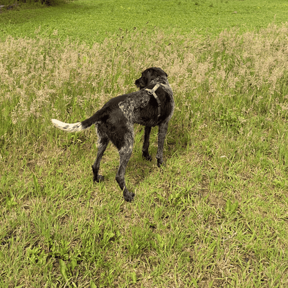 Dog Park