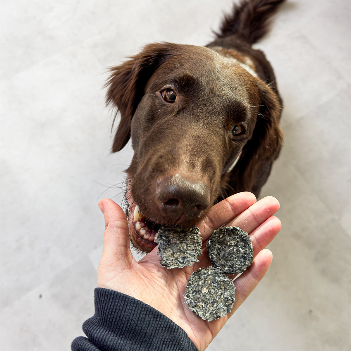 Vitbit Collagen Crackers with blueberries 70 g dv 7526