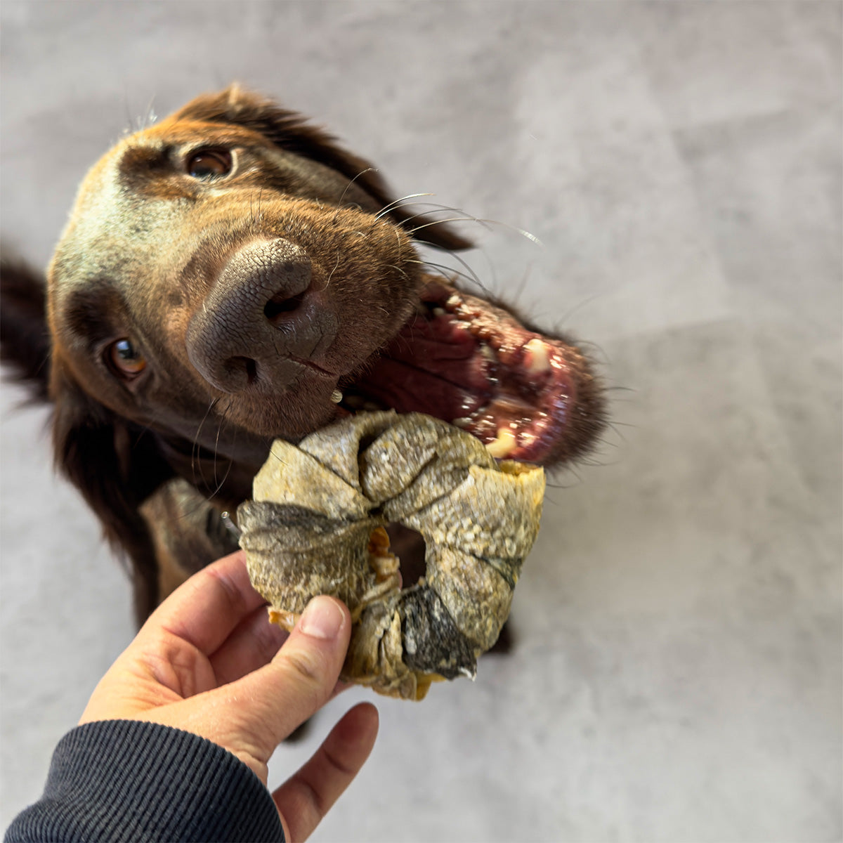 Vitbit Dounuts 3 sztuki DV 7531