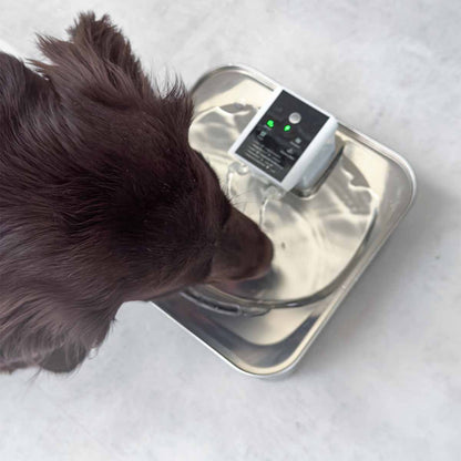 AUTOMATYCZNE POIDEŁKO Z FONTANNĄ DLA PSA SMART PET SPRING L