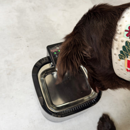 Fontanna dla Psa lub kota rozmiar M