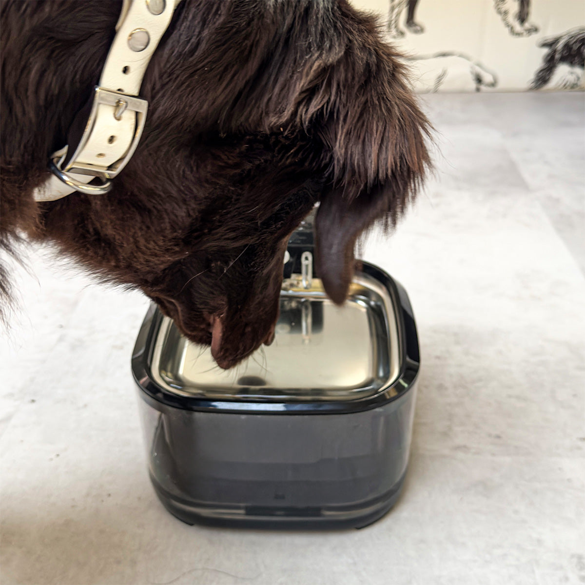 Fontanna dla Psa lub kota rozmiar M